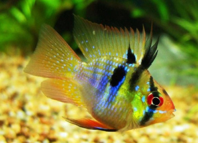 Апистограмма Рамирези Баллон Microgeophagus ramirezi