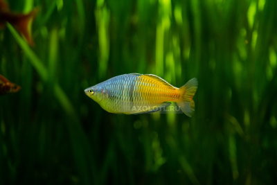 Радужница Боесмана Радужница Боесмана