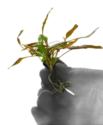 Криптокорина вендта Браун, с грузом