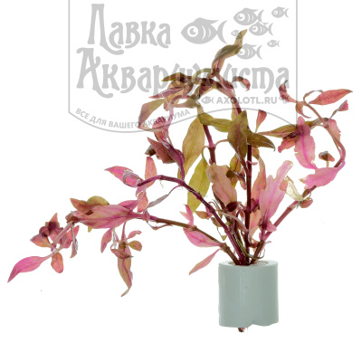 Альтернантера Рейнеки Узорчатая, с грузом Alternanthera reineckii variegated