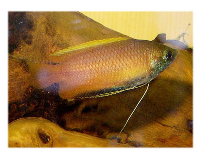 Гурами Медовый Colisa sota