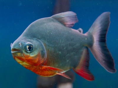 Красный Паку (M) Colossoma brachypomum Красный Паку (M) Colossoma brachypomum