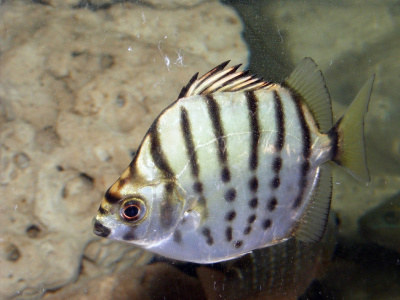 Селенотока