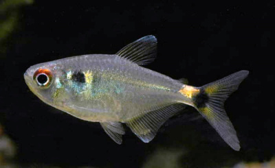 Фонарик Фонарик