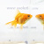 Риукин Красный (SM) Carassius auratus