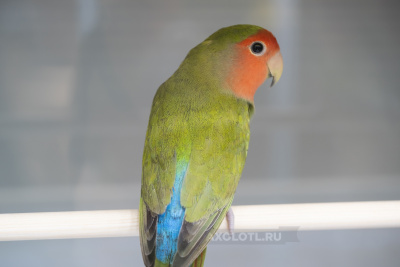 Неразлучник Розовощекий