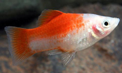 Пецилия Биколор (красно-белая)