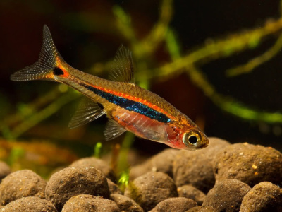 Микрорасбора Светлячок Rasbora urophtalma