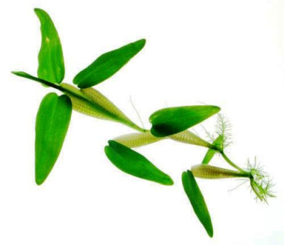 Гигрориза (бенгальский водный рис), шт