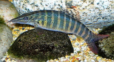 картинка Боция королевская от магазина