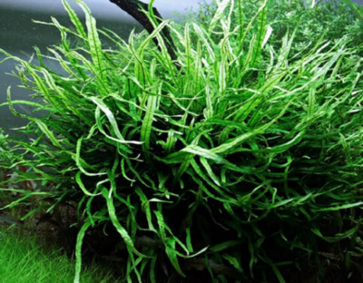 Папоротник тайландский узколистный