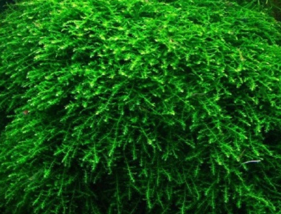 Мох Бабл,1 гр