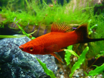 Меченосец Красный Чернохвостый