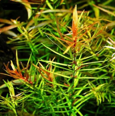 Дидиплис диандра в горшочке