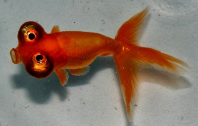 Звездочёт, М Carassius auratus