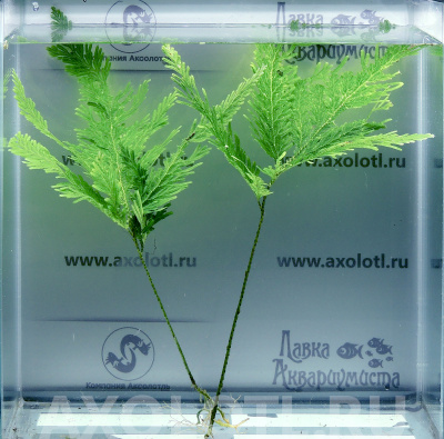 Папоротник Селагинелла, шт