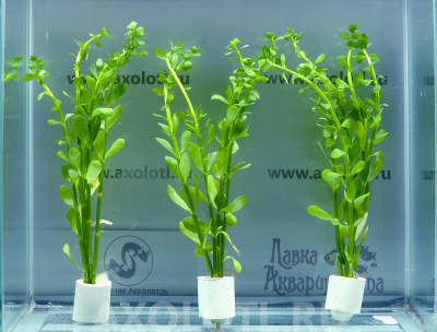 Бакопа Монье, с грузом Бакопа Монье, с грузом