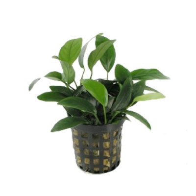 Анубиас Нана Лонг Вейв, шт