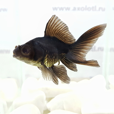 Телескоп Чёрный (SM)  Carassius auratus