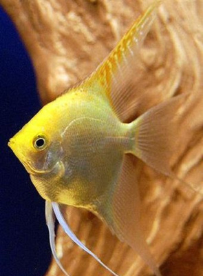 Скалярия Золотой Диамант, ML