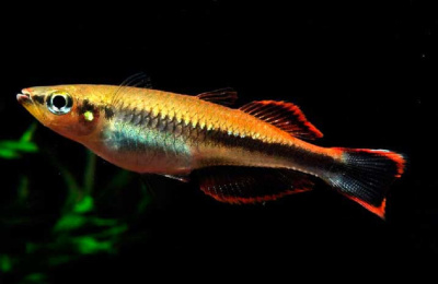 Бедоция Мадагаскарская Bedotia geayi Бедоция Мадагаскарская Bedotia geayi