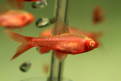 Барбус Вишнёвый АЛЬБИНО Вуалевый