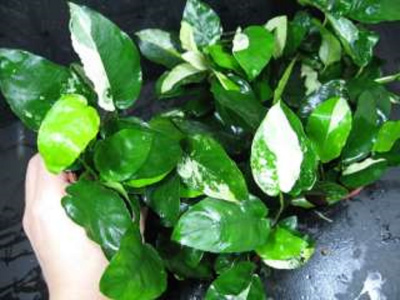 Анубиас Бартера нана Крапчатый