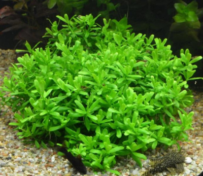 Хедиотис Зальцмана, с грузом