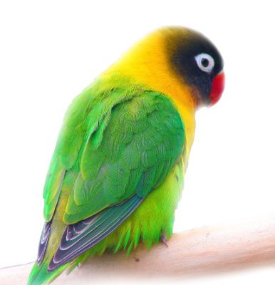 Неразлучник Масковый Неразлучник Масковый