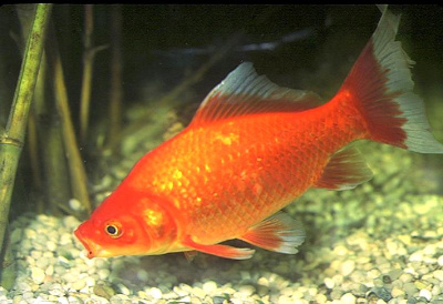 картинка Карась ассорти, M от магазина