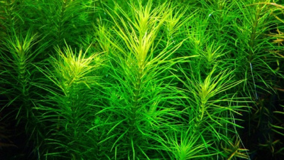 Погостемон Октопус, с грузом