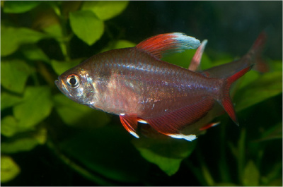 Орнатус белоплавничный