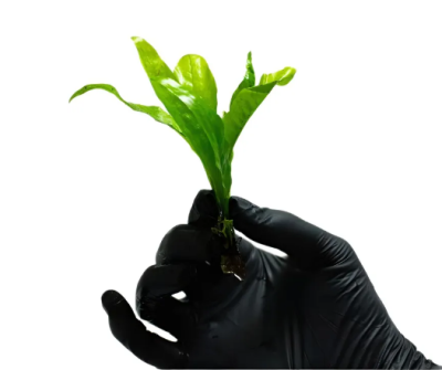 Папоротник Таиландский M, шт