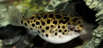 Тетраодон Зелёный (XL)