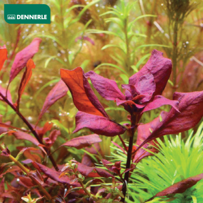 Людвигия Супер Красная, в горшочке