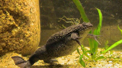 Лягушка Ксенопус черная Xenopus levis