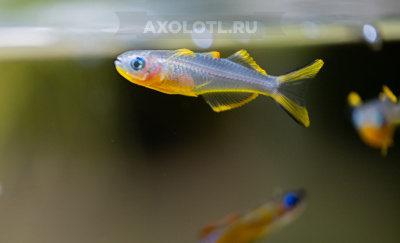 Радужница Попондетта Фурката