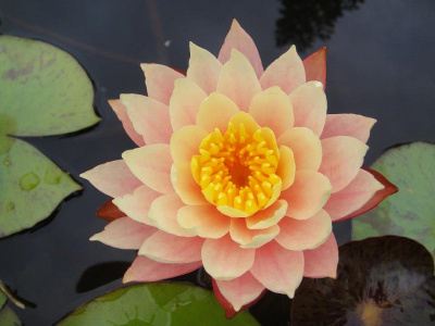 Nymphaea Peach & Cream - персиковая, средний сорт