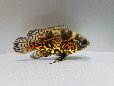 Астронотус Тигровый, М Astronotus ocellatus