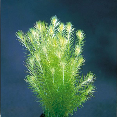 Майяка Речная, с грузом