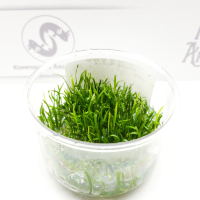 Лилеопсис Новозеландский (меристемное растение), ф60х40 мм