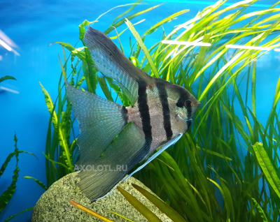 Скалярия Вуалевая, SM