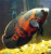 Астронотус Тигровый, М Astronotus ocellatus