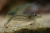 Креветка Амано, M Caridina japonica Креветка Амано, M Caridina japonica