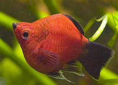 Пецилия Дисковая Рубин Чернохвостая