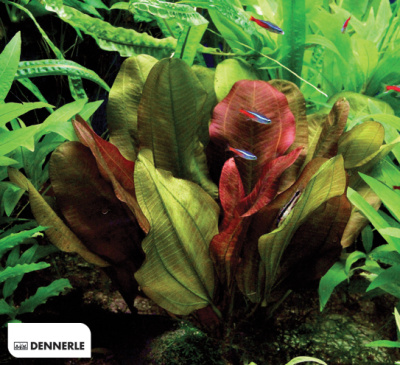 Эхинодорус  Малый Медведь, в горшочке