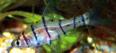 Барбус Восьмиполосый Eirmotus octozona