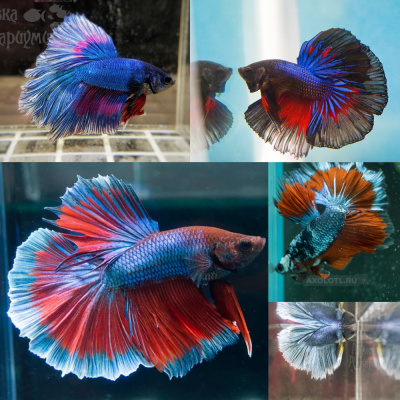 Петушок Халфмун (самец)