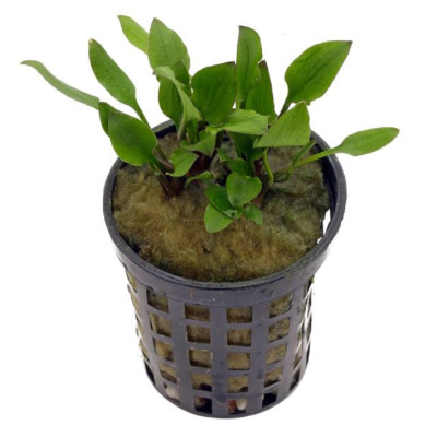 Криптокорина Валкери, с грузом Криптокорина Валкери, с грузом