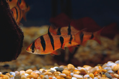 Барбус Пятиполосый, XL Barbus pentazona